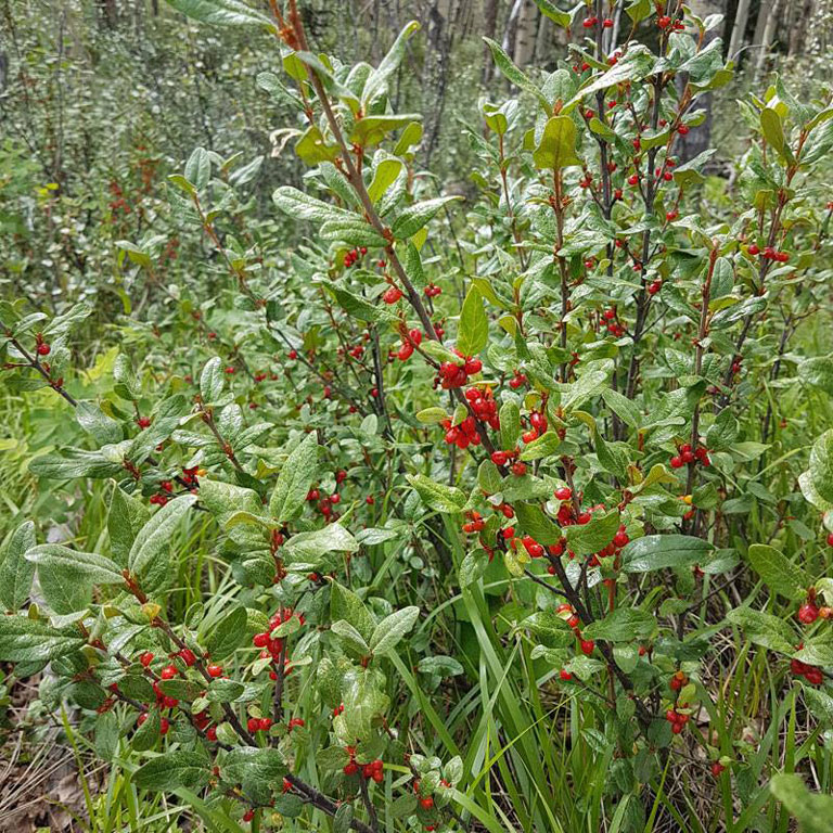 The russet buffaloberry shrub is one of the fruit producers in the Middle of Know-Where