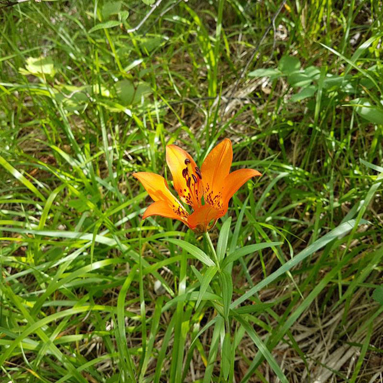The wood lilies are a cheerful addition to the meadows and slopes in the Middle of Know-Where